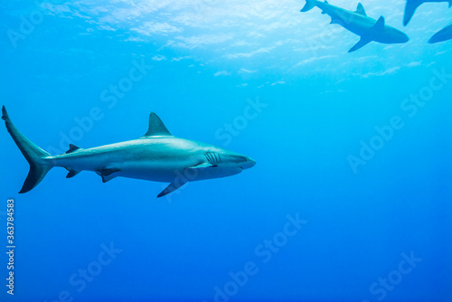 海面下間近を泳ぐオグロメジロザメ, carcharhinus amblyrhynchos。グレーリーフシャークとも呼ばれる。ミクロネシア連邦ヤップ島