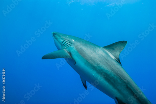                                                                      Carcharhinus amblyrhynchos                                                                                                               