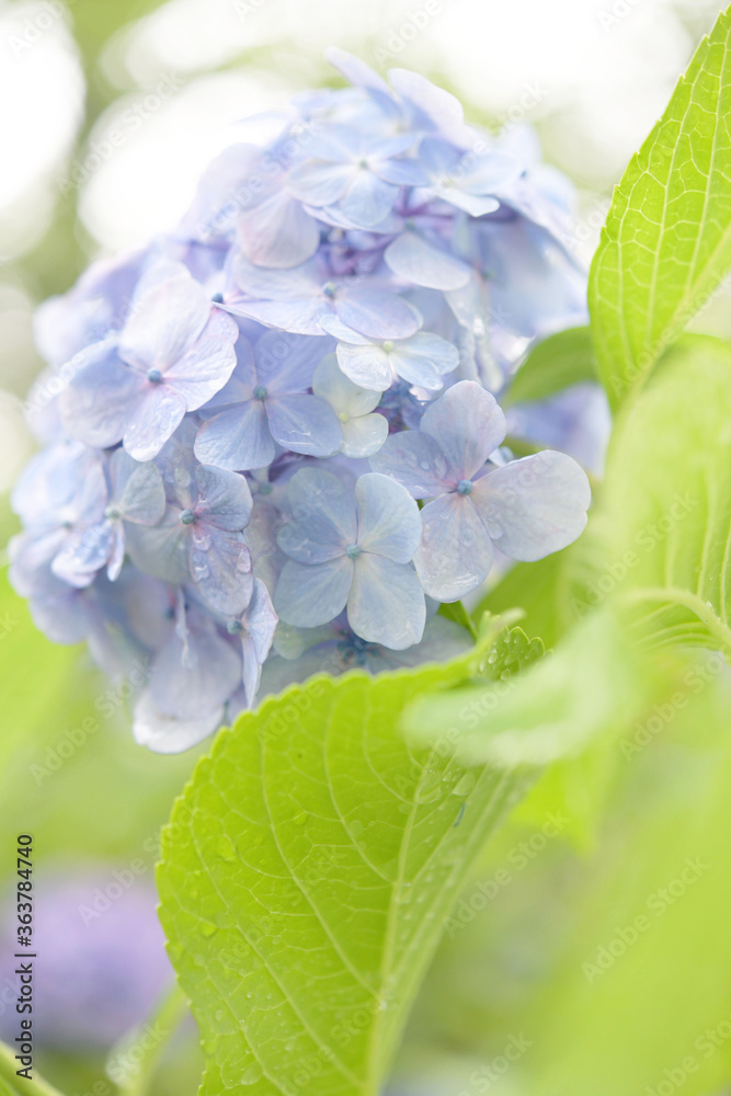 あじさいの花 あじさいの花