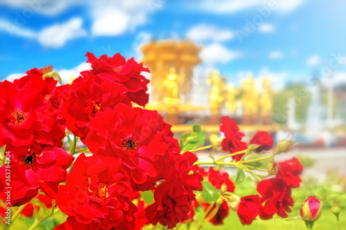 rose flower landscape in Moscow city VDNKH landmark park against golden friendship fountain blurred background. Summer time in Moscow city Russia. Closeup view of tourist attraction