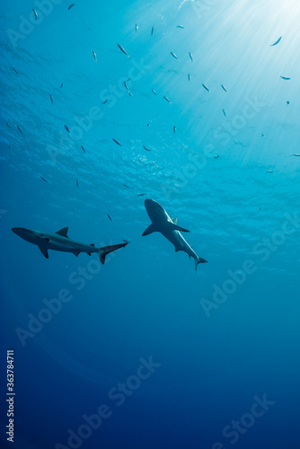 海面下間近を泳ぐオグロメジロザメ, carcharhinus amblyrhynchos。グレーリーフシャークとも呼ばれる。ミクロネシア連邦ヤップ島 © Noriyuki
