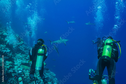 シャークダイビング。リーフの影に隠れサメを待つダイバーたち。ミクロネシア連邦ヤップ島