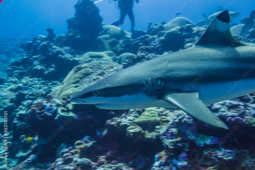 Fototapeta premium オグロメジロザメ、carcharhinus amblyrhynchos、の頭部クローズアップ。ミクロネシア連邦ヤップ島