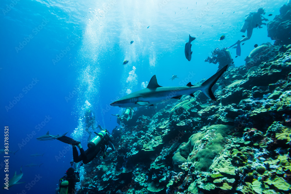 Fototapeta premium Nurkowie uprawiający nurkowanie z rekinami. Yap Island Micronesia