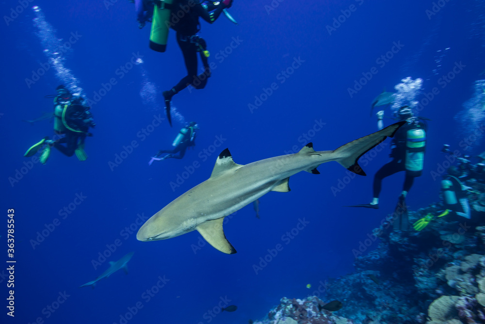 Fototapeta premium ツマグロザメ、Carcharhinus melanopterus (Quoy & Gaimard, 1824)、英語名のブラックチップリーフシャークとも呼ばれる。ブルーバック。ハイアングルビュー。ミクロネシア連邦ヤップ島