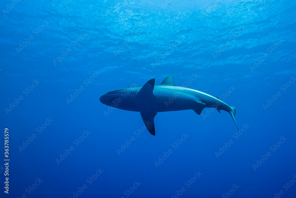 水面近くを泳ぐオグロメジロザメ, carcharhinus amblyrhynchos, 英語名グレーリーフシャーク。ミクロネシア連邦ヤップ島 水面近くを泳ぐオグロメジロザメ, carcharhinus amblyrhynchos, 英語名グレーリーフシャーク。ミクロネシア連邦ヤップ島