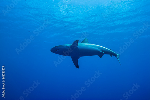 水面近くを泳ぐオグロメジロザメ, carcharhinus amblyrhynchos, 英語名グレーリーフシャーク。ミクロネシア連邦ヤップ島