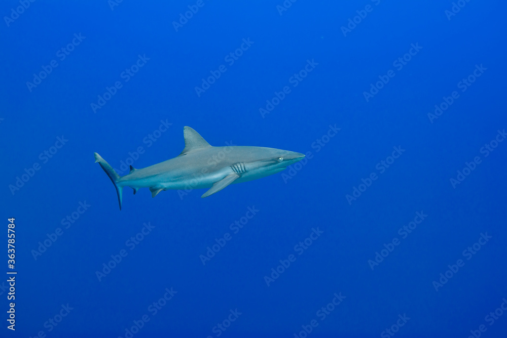 Naklejka premium 青い海を背景に泳ぐオグロメジロザメ, carcharhinus amblyrhynchos 。ミクロネシア連邦ヤップ島