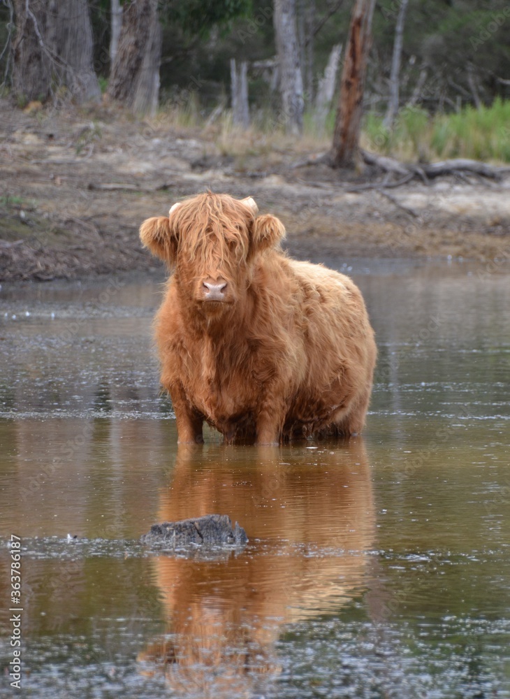 custom made wallpaper toronto digitalHighland cattle bull in the lake or dam