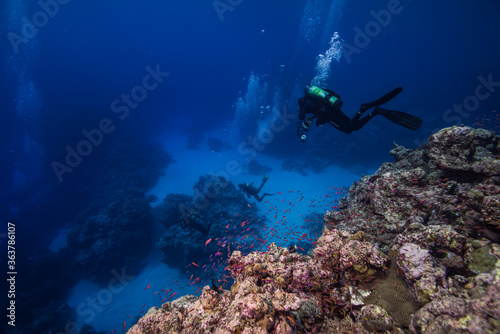 海底に向けて潜航するダイバー。ブルーバック。ミクロネシア連邦ヤップ島