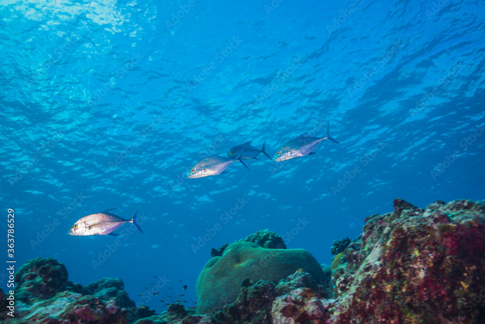 Fototapeta premium サンゴ礁の浅瀬を行くカスミアジ、Caranx melampygus · Cuvier, 1833、 の小さな群れ。胸鰭が黄色く若い個体と思われる。ミクロネシア連邦ヤップ島