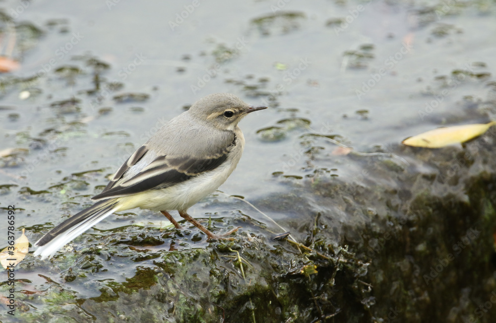 Obraz premium A cute fledgling Grey Wagtail, Motacilla cinerea, hunting for food on top of a weir.
