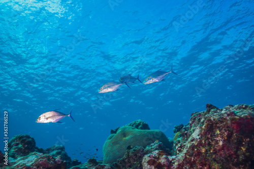 サンゴ礁の浅瀬を行くカスミアジ、Caranx melampygus · Cuvier, 1833、 の小さな群れ。胸鰭が黄色く若い個体と思われる。ミクロネシア連邦ヤップ島
