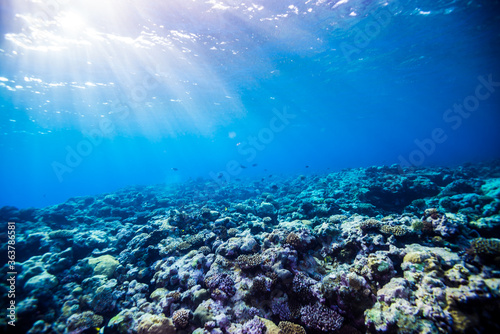 Fototapeta Naklejka Na Ścianę i Meble -  太陽光線が差し込むサンゴ礁。共生藻類が海中の二酸化炭素を取り込みサンゴ礁が形成されていく。ミクロネシア連邦ヤップ島
