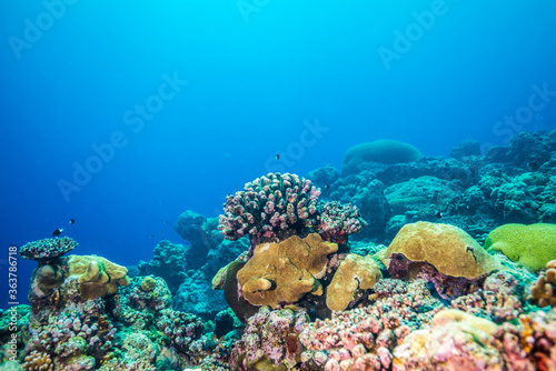 カラフルな南海のサンゴ礁。ミクロネシア連邦ヤップ島 © Noriyuki