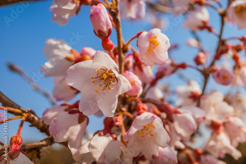 青空に桜とつぼみ © NCP