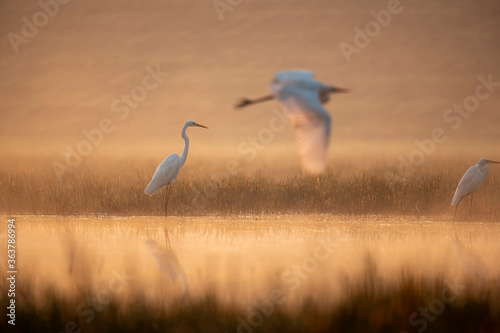 Great egrets fishing at sunrise © tahir