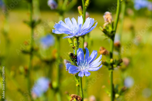 blue flowers on a meadow