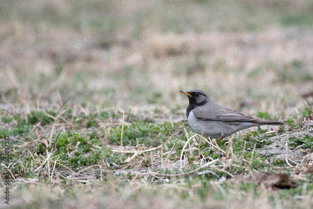 Fototapeta premium Black-throated thrush (Turdus atrogularis)