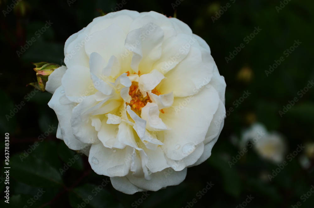 Beautiful white roses in full bloom. Beautiful white roses in full bloom.