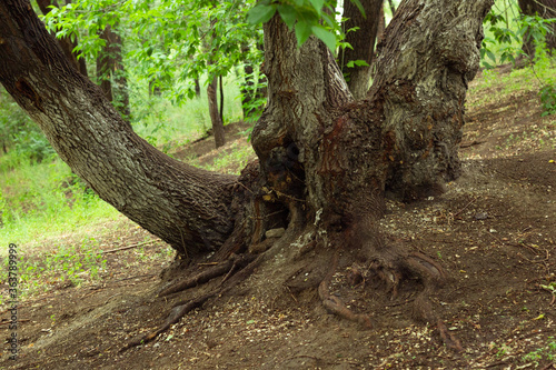 Old maple tree with overgrown deep root system on a hillside in fabulous forest