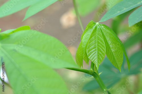 Nature Green Cassava Shoot Images Stock Photos