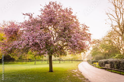 The path with the bench near the big  green Willow tree in England park