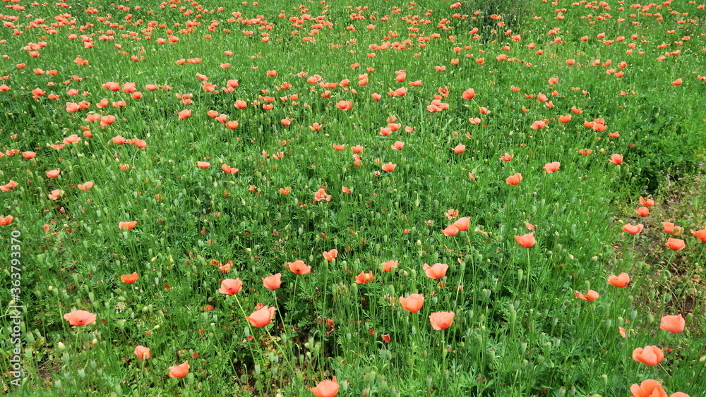 ナガミヒナゲシ咲く初夏の野原風景