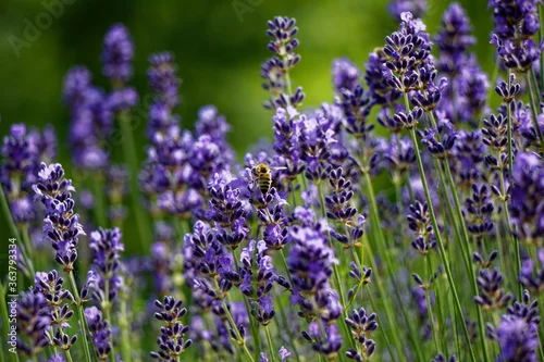 Obraz Zbliżenie na kwiaty lawendy