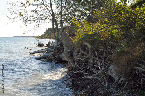 tree on the river