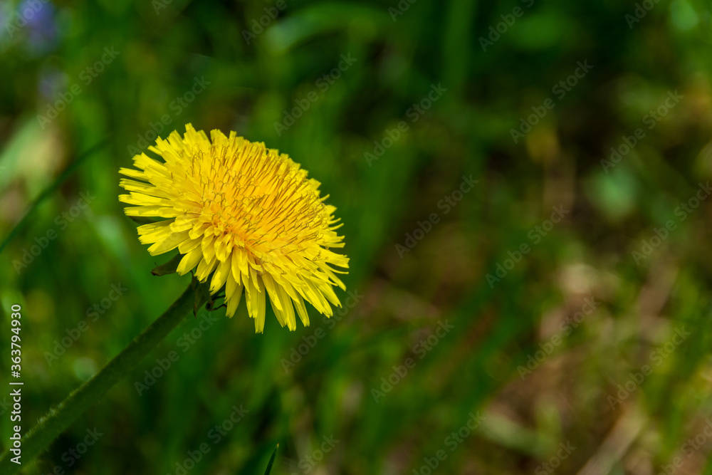 A yellow dandelion seen in the park, Taraxacum erythrospermum A yellow dandelion seen in the park, Taraxacum erythrospermum