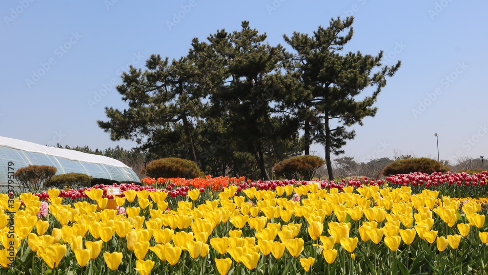 Obraz premium field of tulips