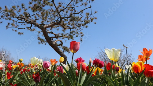 Fototapeta Naklejka Na Ścianę i Meble -  red tulips in spring