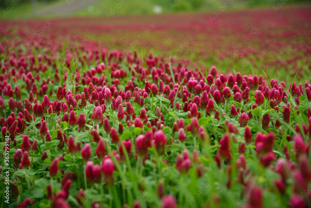 Blooming field of red clover