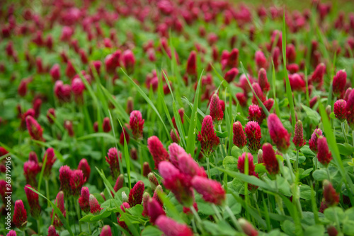 Blooming field of red clover © Radek Havlicek