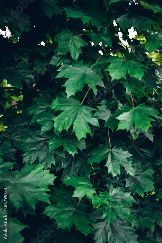 Green maple leaves. Macro shooting. Background. wallpaper