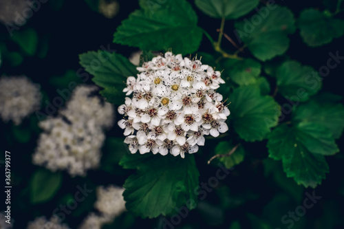 Lots of little white flowers. Background with small flowers.