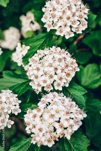 Lots of little white flowers. Background with small flowers.