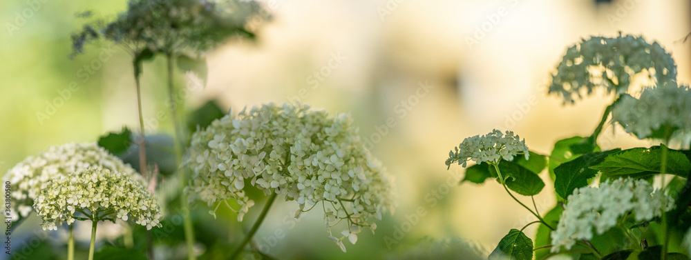 Hydrangea arborescens in the garden close up Hydrangea arborescens in the garden close up