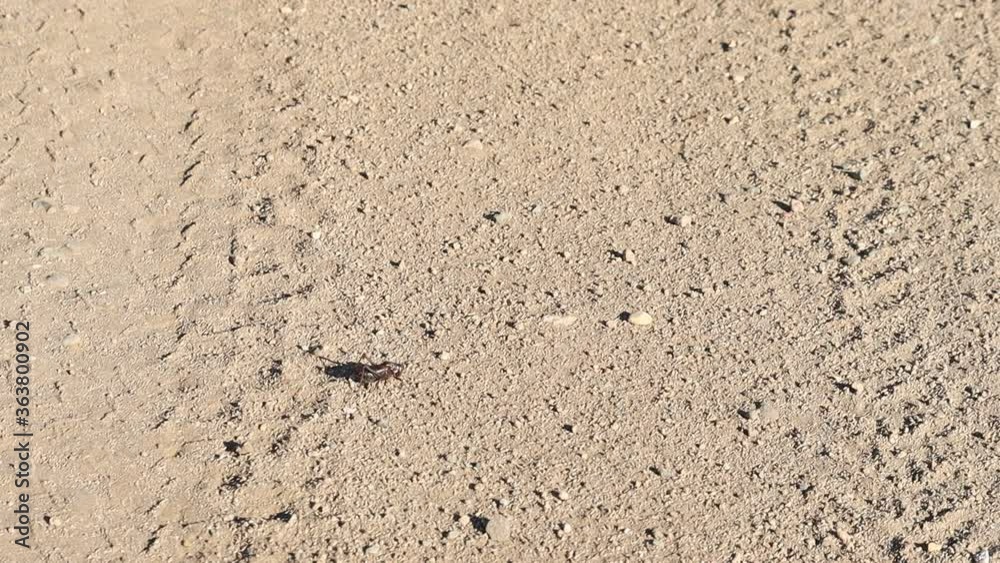 Single mormon cricket walking across dirt road Nevada Single mormon cricket walking across dirt road Nevada