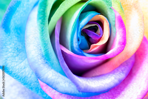 Fototapeta Naklejka Na Ścianę i Meble -  Rainbow colored roses extreme close-up