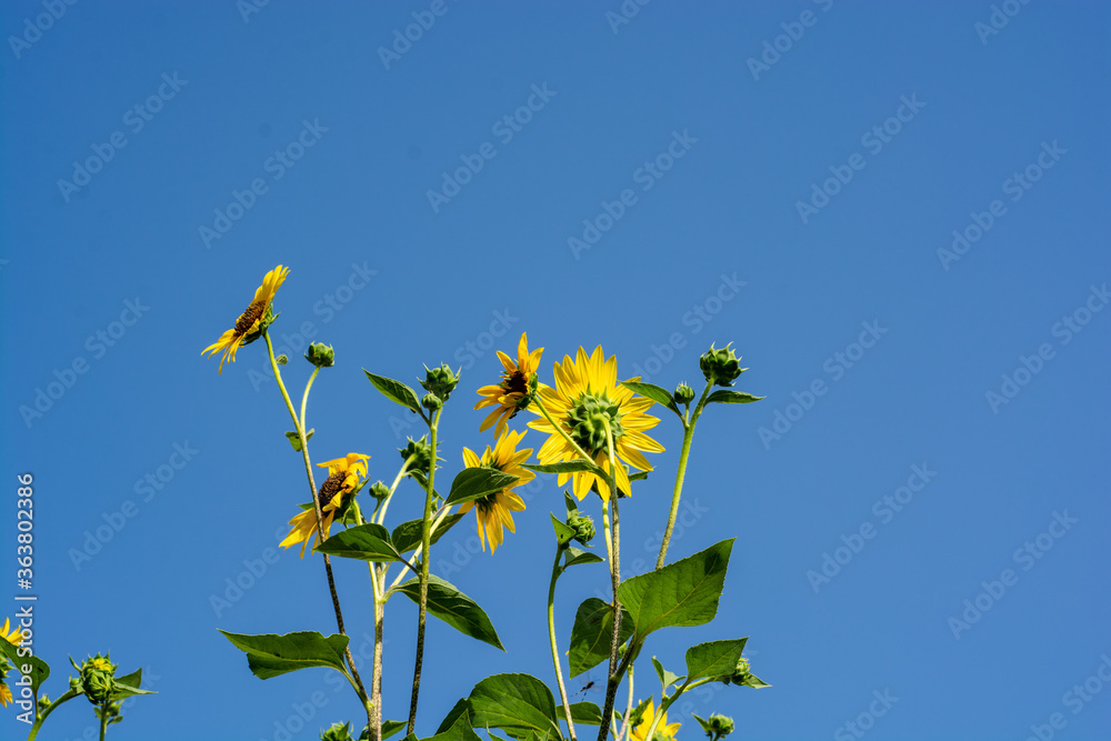 Fototapeta premium Sunflowers with blue sky 