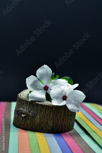 Beautiful closeup photograph of Sadabahar or Periwinkle Flower.