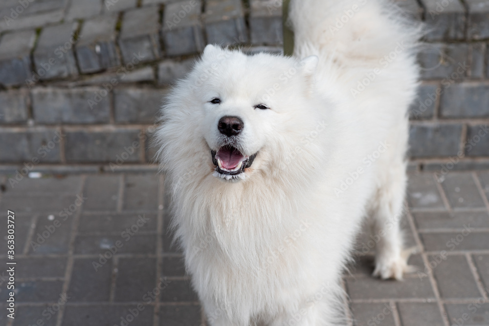 Samoyed dog on the street with signs of rabies