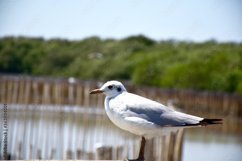 Obraz premium Seagull portrait against sea shore. Close up view of bird seagull sitting on the edge of the bridge at Bangpu Recreation Center, Samut Prakan, Thailand