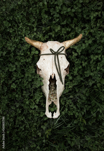 Cow skull in green grass © Angelina