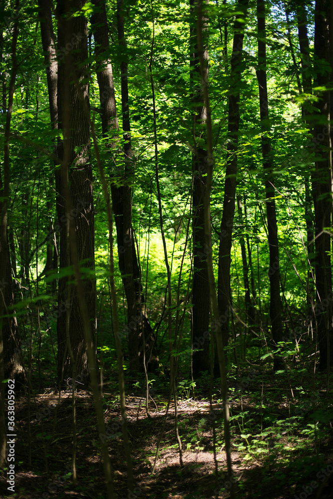 morning in the woods