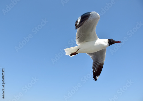 The seagulls on air above the sea water surface view horizon at Samutprakan, Thailand