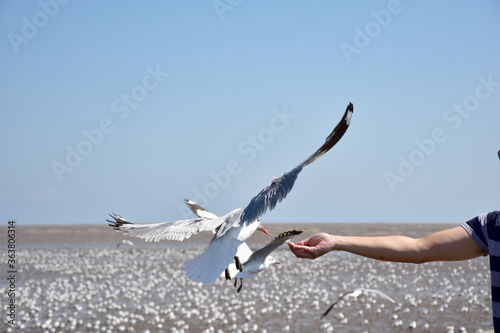 hand of traveler giving food for seagulls flying over sea at Bangpu Recreation Center in Samutprakan  Thailand.