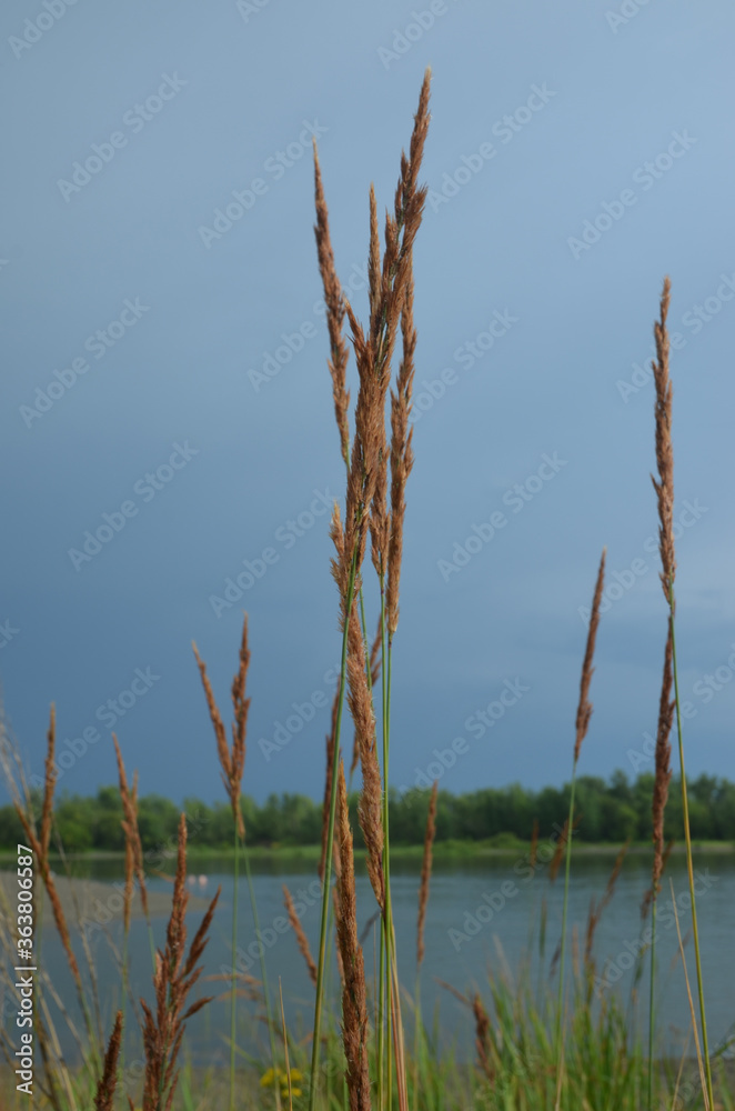 Riverbank. July grass. Hot day. Summer. Water. Riverbank. July grass. Hot day. Summer. Water.